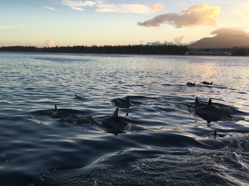 Delfintour Mauritius